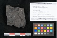 Foto (Objekt + Etikett) von Thinnfeldia gracilis Ettingshausen (NHMW-GEO-2024-0188-10316)